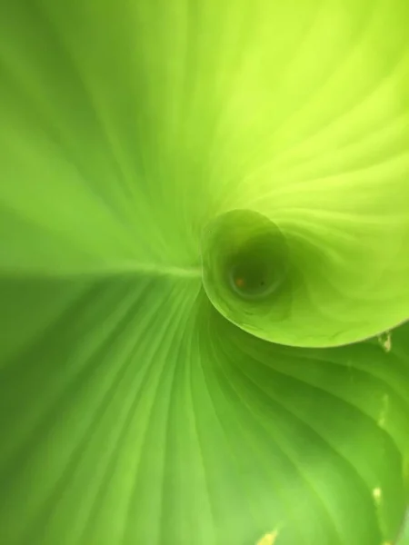 It\'s as if you can see the golden ratio in a close up photo of fresh green Calathea lutea leaves that are starting to unfurl with their charming texture and leaf bones.