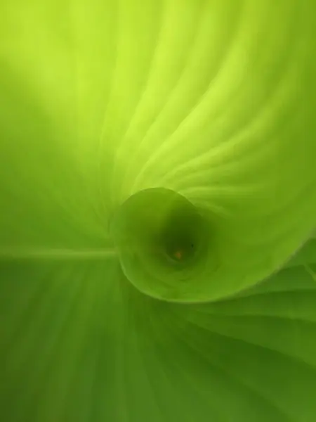 It\'s as if you can see the golden ratio in a close up photo of fresh green Calathea lutea leaves that are starting to unfurl with their charming texture and leaf bones.