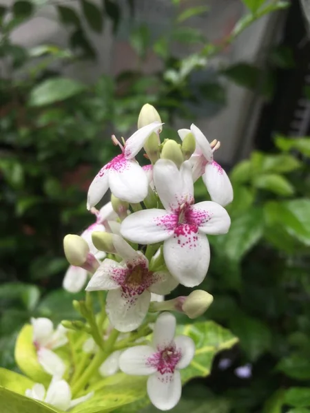 Endonezya 'da kırmızı Japon yasemini veya Pseuderanthemum maculatum (G.Lodd.) olarak bilinir. I.M.Turner 'dan. Beyaz taç yaprakları ve onları süsleyen pembe noktaları olan çok güzel ve büyüleyici çiçekleri var..