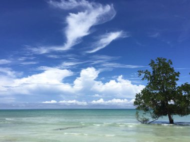 Durgun mavi gökyüzü ve bulutların arka planında berrak turkuaz deniz suyunda hayatta kalmaya çalışan ağaç..