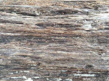 Deniz dalgaları tarafından ileri geri savrulmuş çürümüş, siyah hindistan cevizi gövdesi dokusu yakın.