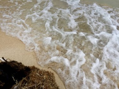 Çürüyen hindistan cevizi ağacı kökleri, beyaz bir kumsalda deniz dalgaları tarafından üflenir..