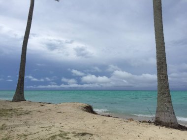 Endonezya 'daki Derawan Adası' nda iki hindistan cevizi ağacı arasındaki beyaz kum ve turkuaz deniz manzarası çok büyüleyici..