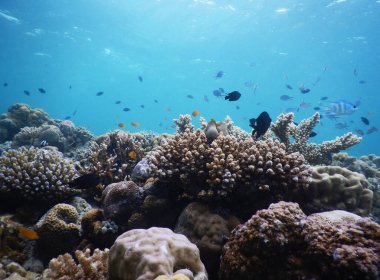 O kadar büyüleyici ki, bir çok balık mavi deniz suyunun arka planında mercanların etrafında yüzüyor..