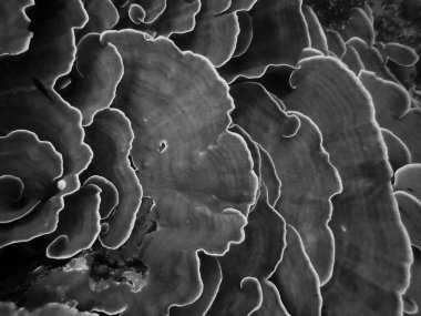 Endonezya 'daki Wakatobi Ulusal Parkı' ndaki güzel koyu mavi mercan resiflerinin renkleri..