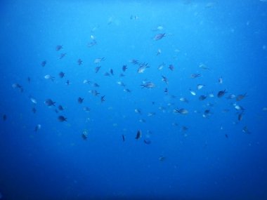 Mavi deniz suyunda yüzen deniz balığı sürüleri çarpıcı bir su altı atmosferi sağlar..