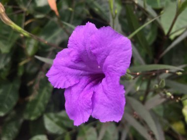 Ruellia tuberosa 'nın yakın plan görüntüsü, suya maruz kaldığında patlayabilen kuru kahverengi meyveleri olan mavi ya da mor bir çalıdır. Acanthaceae 'ye ait çiçek açan bitki türleri..