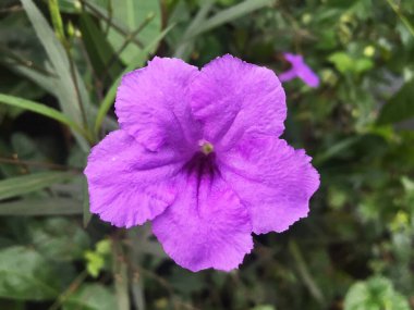 Ruellia tuberosa 'nın yakın plan görüntüsü, suya maruz kaldığında patlayabilen kuru kahverengi meyveleri olan mavi ya da mor bir çalıdır. Acanthaceae 'ye ait çiçek açan bitki türleri..