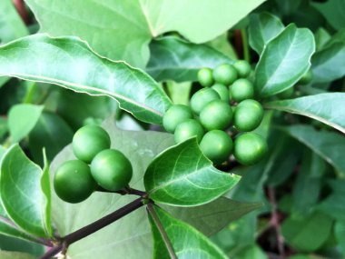 Solanum diphyllum, commonly known as two-leaf nightshade. Cultivated as an ornamental plant for its clusters of round, dark green fruits that turn bright yellow when ripe.