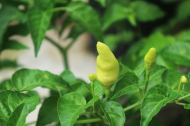 Close-up image of young chili peppers which are bright green before turning red when ripe.