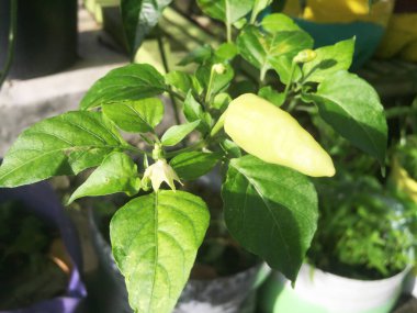 Close-up image of young chili peppers which are bright green before turning red when ripe.