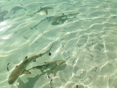 Blacktip köpekbalığı yavruları Tinabo Adası, Endonezya 'daki Ulusal Deniz Parkı' nda oyun parkında.