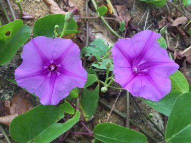Güzel mor bayhops çiçekleri (Ipomoea pes-caprae) genellikle deniz kıyıları boyunca yabani yetişen tuza dayanıklı bir otçul asmadır..