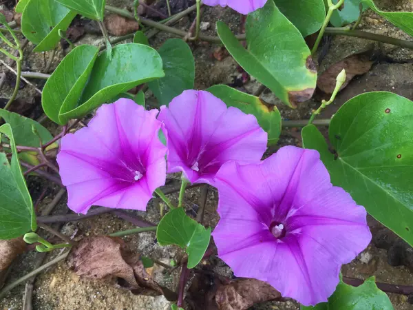 Güzel mor bayhops çiçekleri (Ipomoea pes-caprae) genellikle deniz kıyıları boyunca yabani yetişen tuza dayanıklı bir otçul asmadır..