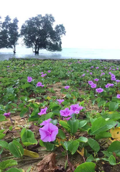 Güzel mor bayhops çiçekleri (Ipomoea pes-caprae) genellikle deniz kıyıları boyunca yabani yetişen tuza dayanıklı bir otçul asmadır..