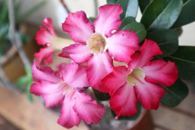 Pembe adenyum çiçeğinin güzelliğine yaklaş. Çok büyüleyici..