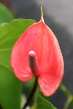 Çarpıcı kırmızı bir Anthurium zarif bir şekilde çiçek açar, kırmızımsı turuncu gövdesi, güzelliğini artıran yemyeşil yapraklarla çevrili, sıcak güneş ışığına doğru yükselir..