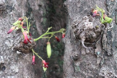 Yıldız meyvesi ağacının (Averrhoa bilimbi L.) kabuk dokusunu çiçek ve meyve tomurcuklarıyla kapatın..