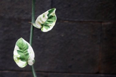 İki güzel Epipremnum aureum yaprağı yeşil desenli beyazdır..