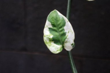  Güzel Epipremnum Aureum 'un bulanık görüntüsü yeşil desenli beyaz yapraklar bırakır.