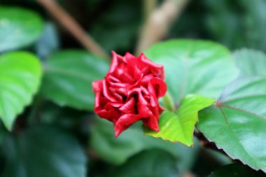 Hibiscus rosa-sinensis çiçeğinin güzel kırmızı tomurcuğu, amber çiçeği veya ayakkabı çiçeği olarak da bilinir, tropikal Asya 'ya özgü bir çalılıktır..