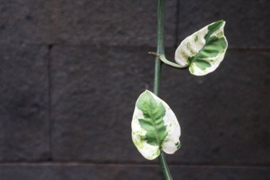 İki güzel Epipremnum aureum yaprağı yeşil desenli beyazdır..