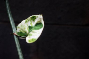 Güzel Epipremnum Aureum 'un bulanık görüntüsü yeşil desenli beyaz yapraklar bırakır.