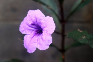 Güzel mor Ruellia tüberosa çiçeğinin yakın plan görüntüsü.