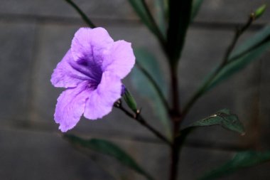 Güzel mor Ruellia tüberosa çiçeğinin yakın plan görüntüsü.