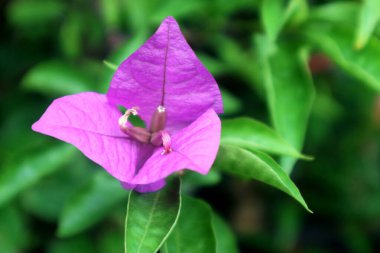 Bougainvillea spektabilis 'in güzelliği, sapları dikenli olsa da, evinizin bahçesine her zaman güzellik katabilir..