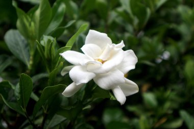 The beauty of Gardenia jasminoides, commonly known as gardenia and cape jasmine, is a white-flowering perennial plant in the coffee family Rubiaceae.
