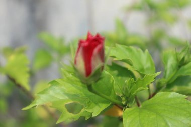 Hibiscus rosa-sinensis çiçeğinin bulanık kırmızı tomurcuğu, amber çiçeği veya ayakkabı çiçeği olarak da bilinir, tropikal Asya 'ya özgü bir çalılıktır..