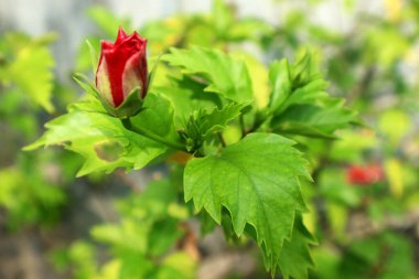 Hibiscus rosa-sinensis çiçeğinin güzel kırmızı tomurcuğu, amber çiçeği veya ayakkabı çiçeği olarak da bilinir, tropikal Asya 'ya özgü bir çalılıktır..