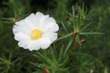 Süslü bir bitki ve şifalı bitki olan Moss Rose 'un (Portulaca grandiflora Hook) eşsiz yaprak şekli ve büyüleyici beyaz çiçekleri..