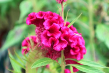 Celosia Argentea var 'ın eşsiz pembe çiçeği. Cristata, Celosia argentea familyasından bir cırcır böceği türüdür..