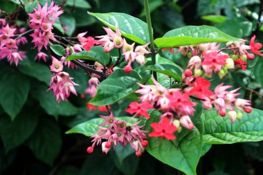Lamiaceae bitki familyasından Clerodendrum umbellatum 'un renkli çiçekleri, çalılar veya lianalar ve tırmanma alışkanlıkları vardır..