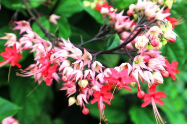 Lamiaceae bitki familyasından Clerodendrum umbellatum 'un renkli çiçekleri, çalılar veya lianalar ve tırmanma alışkanlıkları vardır..