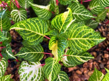 Iresine diferusa yapraklarının güzelliği, Amaranthaceae ailesinin küçük bir çalısı, Amerika 'nın tropikal ve subtropikal bölgelerindeki kuru tropikal biyolojiden gelir..