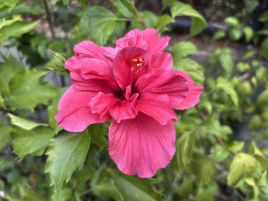 Kırmızı Hibiscus rosa-sinensis çiçeğinin şekli ve deseni bize kayan taşların logosunu hatırlatıyor..