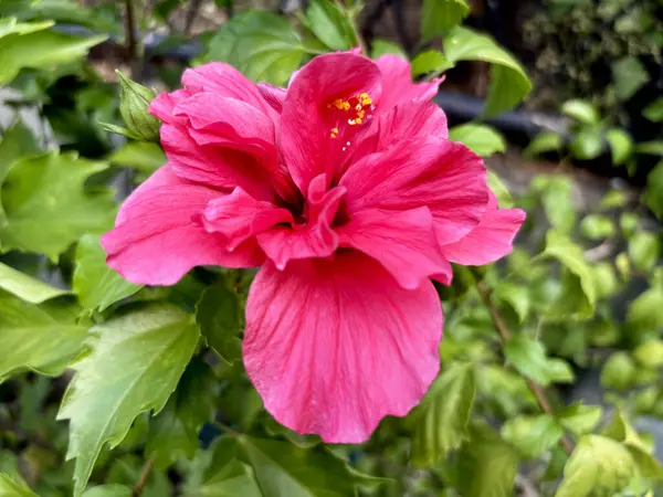 Kırmızı Hibiscus rosa-sinensis çiçeğinin şekli ve deseni bize kayan taşların logosunu hatırlatıyor..