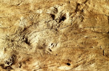 Yaşlı ağaç kabuğunun güzelliği ve benzersizliği kahverengi bir renge bürünmüş..