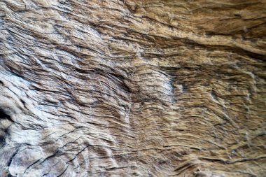 Ağaç kabuğunun eşsiz dokusu soluk kahverengi renkli bir kontur desenine sahiptir..