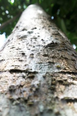 Düşük açılı bir açıdan ağacın kabuğunun eşsiz dokusu.
