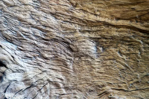 Ağaç kabuğunun eşsiz dokusu soluk kahverengi renkli bir kontur desenine sahiptir..