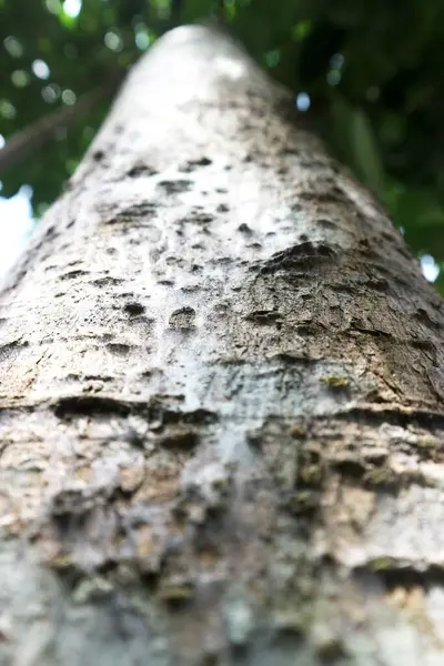 Düşük açılı bir açıdan ağacın kabuğunun eşsiz dokusu.