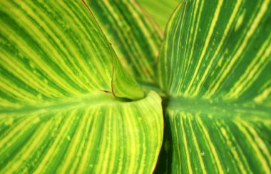 Dekoratif tasarım fikri Canna Hibrida Rodigas 'ın yakın plan fotoğrafında büyüleyici yaprak dokusu ve damarları ile taze yeşil renk kombinasyonuyla ortaya çıktı..