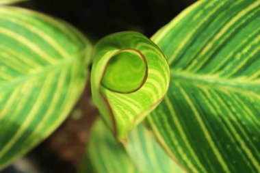 Canna Hybrida Rodigas 'ın yakın plan fotoğrafındaki dekoratif tasarım fikri büyüleyici yaprak dokusu ve damarlarıyla ortaya çıkmaya başlayan taze yeşil renk kombinasyonuyla.