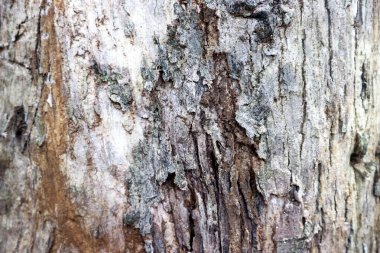 Ağaç kabuğunun eşsiz dokusu ve deseni siyah, gri, kahverengi ve beyaz karışımıdır..