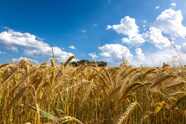 Altın buğday tarlası ve günbatımı gökyüzü, hasat mevsiminde tarım tahıl hasadı manzarası, panorama. Çiftçilik, tarım ve çiftçilik. Buğday tarlasıyla yaz manzarası