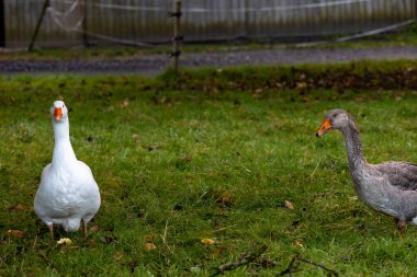 Beyaz kaz (anser anser domesticus)